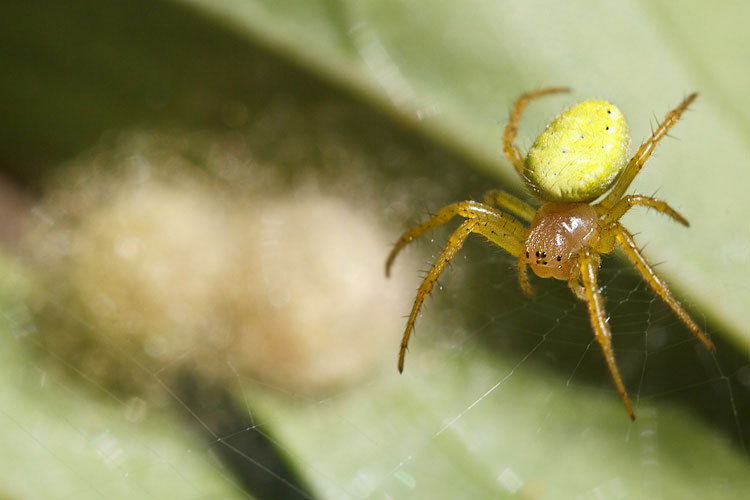 Araniella sp. - Barisciano (AQ)